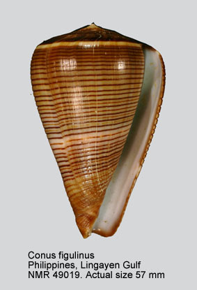 Conus figulinus.jpg - Conus figulinusLinnaeus,1758